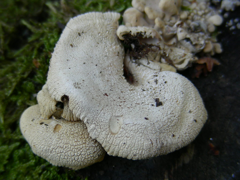 Ritrovamenti del 6 Maggio